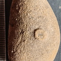 SRT1 Crinoid Columnal 
