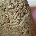 RR3 Bryozoan incl. Basal portion of colonial bryozoan showing attachment surface 