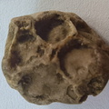 SRT4 Pleurodictyum sp. Colonial Tabulate Coral