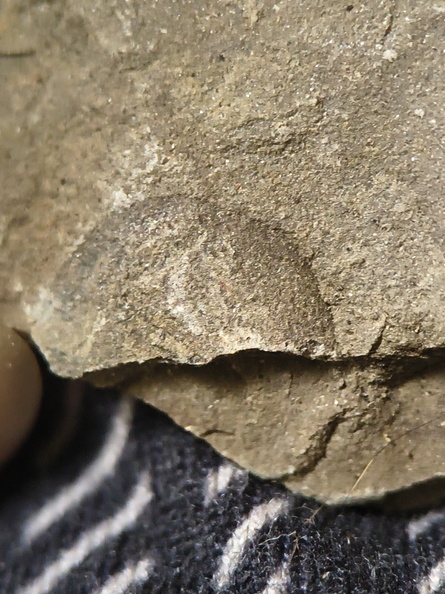 RR13 Rhipidomella sp. Strophomenid Brachiopod (External Mold)