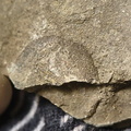 RR13 Rhipidomella sp. Strophomenid Brachiopod (External Mold)
