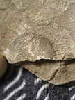 RR13 Rhipidomella sp. Strophomenid Brachiopod (External Mold)
