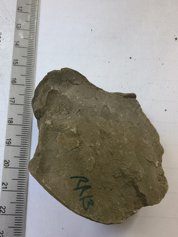 RR13 Rhipidomella sp. Strophomenid Brachiopod (External Mold)