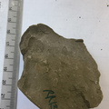 RR13 Rhipidomella sp. Strophomenid Brachiopod (External Mold)