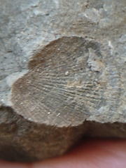 RR13 Rhipidomella sp. Strophomenid Brachiopod (External Mold)