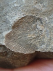 RR13 Rhipidomella sp. Strophomenid Brachiopod (External Mold)