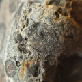 RR9 Ribbed Bivalve shell and conglomerate 