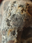 RR9 Ribbed Bivalve shell and conglomerate 