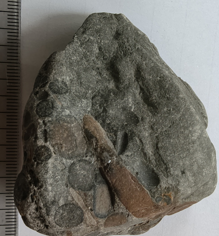 RR9 Ribbed Bivalve shell and conglomerate 