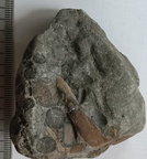 RR9 Ribbed Bivalve shell and conglomerate 