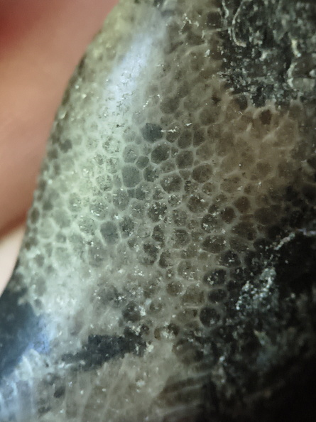 G2 Thamnopora sp. Colonial Tabulate Coral (15441 visits) G2 Thamnopora sp. Colonial Tabulate Coral G2 Thamnopora sp. Colonial Tabulate Coral