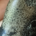 G2 Thamnopora sp. Colonial Tabulate Coral 