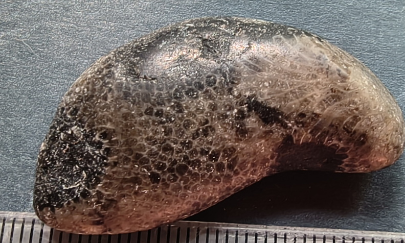 G2 Thamnopora sp. Colonial Tabulate Coral (15056 visits) G2 Thamnopora sp. Colonial Tabulate Coral G2 Thamnopora sp. Colonial Tabulate Coral