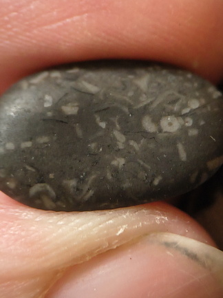 LE36 Crinoid Packstone