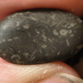 LE36 Crinoid Packstone