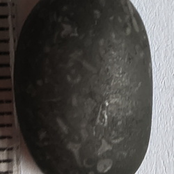 LE36