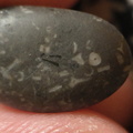 LE36 Crinoid Packstone
