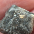 LE38 Crinoid Piece