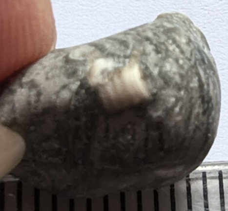 LE40 Crinoid Columnal with Brachiopod Shell Fragments