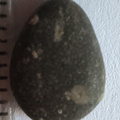 LE41 Crinoid Fragments
