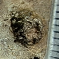 RR7 Crinoid Impression