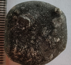 LE43 Indeterminate Brachiopod impression