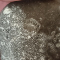LE43 Indeterminate Brachiopod impression