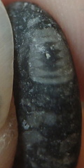 LE49 Crinoid Packstone