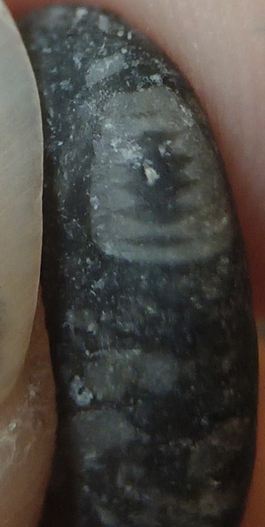 LE49 Crinoid Packstone