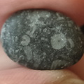 LE49 Crinoid Packstone
