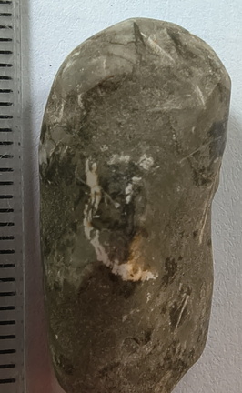 LE51 Bryozoans, Crinoid Fragments, and Shell Debris