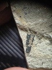 RR11 Plant Matter indet.