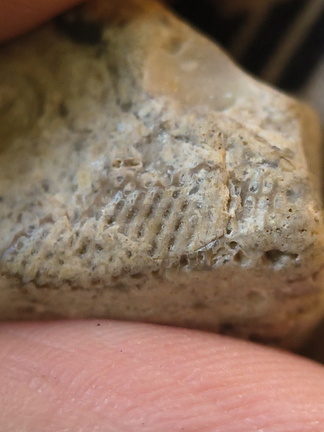 LE58 Fenestrate Bryozoan (Fenestella sp.) with Brachiopod Shell Impressions