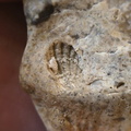 LE58 Fenestrate Bryozoan (Fenestella sp.) with Brachiopod Shell Impressions