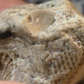 LE58 Fenestrate Bryozoan (Fenestella sp.) with Brachiopod Shell Impressions