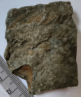 SRT2 Brachiopod Fragment Impression 