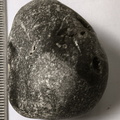 LE56 Solitary Rugose Coral with Crinoid Fragments