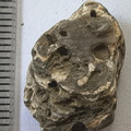 LE57 Lithified Brachiopod Shell Pieces