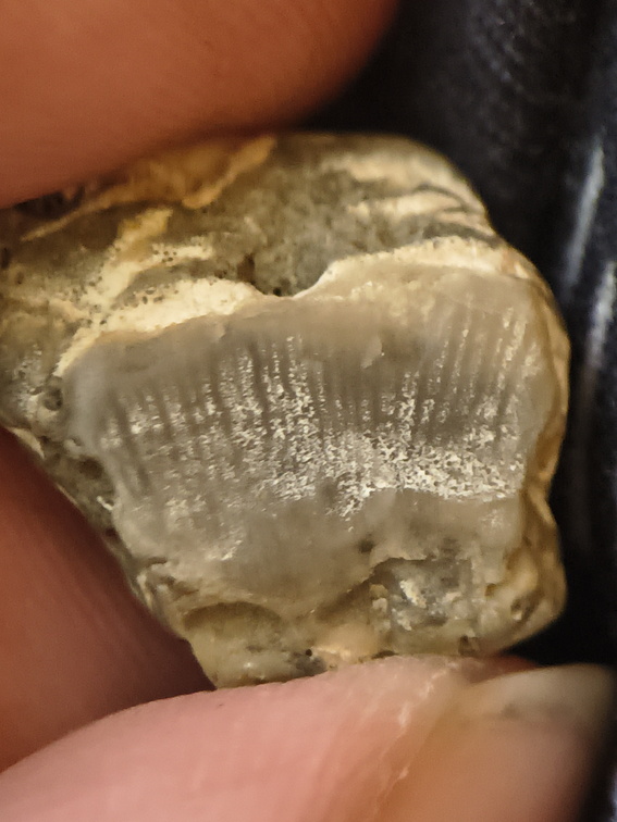 LE57 Lithified Brachiopod Shell Pieces
