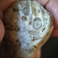 RR6 Fossiliferous Rock (Indet.) – cf. Crinoids