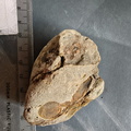 RR6 Fossiliferous Rock (Indet.) – cf. Crinoids