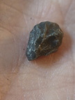LE65 Coral Fragment cf. Favosites
