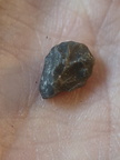 LE65 Coral Fragment cf. Favosites
