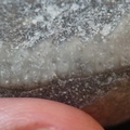 LE67 Worn Brachiopod Sections in Matrix 