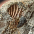 RR8 Fossiliferous Conglomerate with Crinoid, Brachiopod, and Goniatite(cf) Impressions