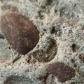 RR8 Fossiliferous Conglomerate with Crinoid, Brachiopod, and Goniatite(cf) Impressions
