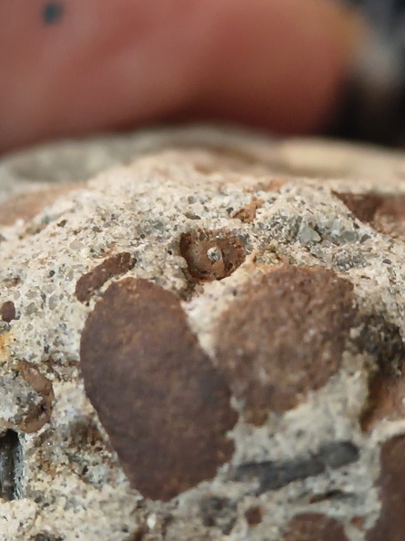 RR8 Fossiliferous Conglomerate with Crinoid, Brachiopod, and Goniatite(cf) Impressions