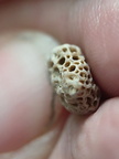 LE42 Colonial Tabulate Coral cf. Favosites sp.  