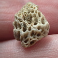 LE42 Colonial Tabulate Coral cf. Favosites sp.  