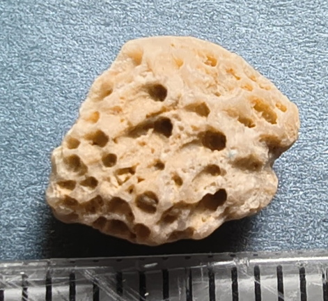 LE42 Colonial Tabulate Coral cf. Favosites sp.  